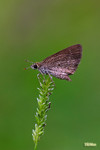 Aeromachus pygmaeus - �ܾ���˽�
