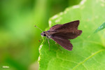 Aeromachus pygmaeus - �ܾ���˽�