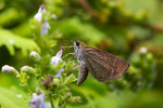 Aeromachus pygmaeus - �ܾ���˽�