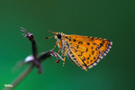 Ampittia dioscorides - �����˽�