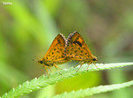 Ampittia dioscorides - �����˽� - ���䶯��, �k��۩�