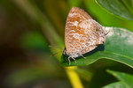 Arhopala birmana - �q�l�c�ǽ�