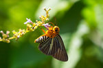 Bibasis gomata - �ճʧ˽�
