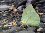 Catopsilia pomona - �E���� - ������