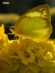 Catopsilia pomona - �E���� - �L����