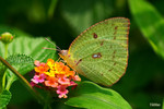 Catopsilia pyranthe - ����E����