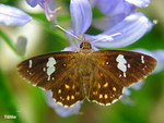 Celaenorrhinus leucocera - ��Ĳ�P�˽� - ����