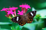 Celaenorrhinus leucocera - ��Ĳ�P�˽� - �۩�
