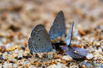 Celatrina lavendularis - �Ȧ�[���ǽ�