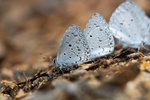 Celatrina lavendularis - �Ȧ�[���ǽ�