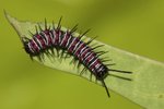 Cethosia biblis - �����潺 - ����