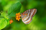 Cethosia biblis - �����潺 - �۩� - �Ǧ⫬