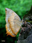 Charaxes bernardus  - �ձa�g�潺 - ���a��