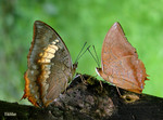 �� - Charaxes bernardus  - �ձa�g�潺 - �ձa��, �k - Charaxes marmax - �g�潺