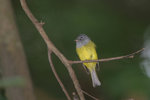 Culicicapa ceylonensis - �����