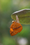 Cupha erymanthis - �����潺