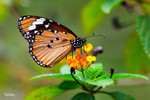 Danaus chrysippus - ������ - �۩�