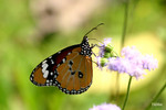Danaus chrysippus - ������