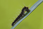 Discophora sondaica - �񲴤�����  - ���֥���