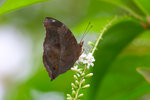 Doleschallia bisaltide australis
