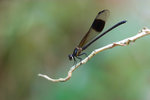 Euphaea decorata - ��a���e