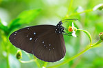 Euploea core - �۵�����