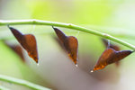Eurema blanda - �ж����� - ��