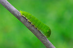 Graphium doson - �����C�� - ����