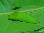 Graphium agamemnon - �ΫӫC�� - ����