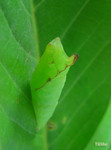 Graphium agamemnon - �ΫӫC�� - ��