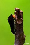 Graphium agamemnon - �ΫӫC�� - ����