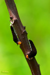 Graphium agamemnon - �ΫӫC�� - ����
