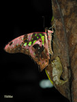 Graphium agamemnon - �ΫӫC�� - ��X�@