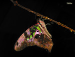 Graphium agamemnon - �ήv�C�� - ��X�@
