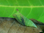 Graphium agamemnon - �ήv�C�� - �X�@�e�@��
