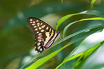 Graphium doson - �����C��4