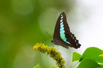 Graphium sarpedon - �C��