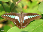 Graphium sarpedon - �C��
