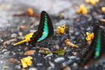 Graphium sarpedon - �C�� - ���a��