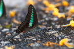 Graphium sarpedon - �C�� - �b�a��