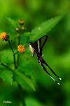 Lamproptera curius - �P��