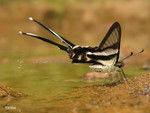 Lamproptera curius - �P��