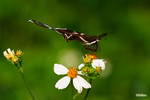 Lamproptera curius - �P��