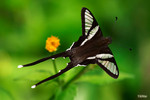 Lamproptera curius - �P��