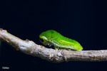 Lamproptera curius - �P�� - ����
