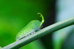 Lamproptera curius - �P�� - ����