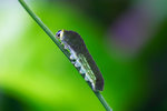 Lamproptera curius - �P�� - ����