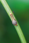 Lamproptera curius - �P�� - ����