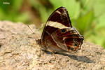 Lethe confusa - �ձa�L����