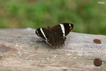 Lethe confusa - �ձa�L����